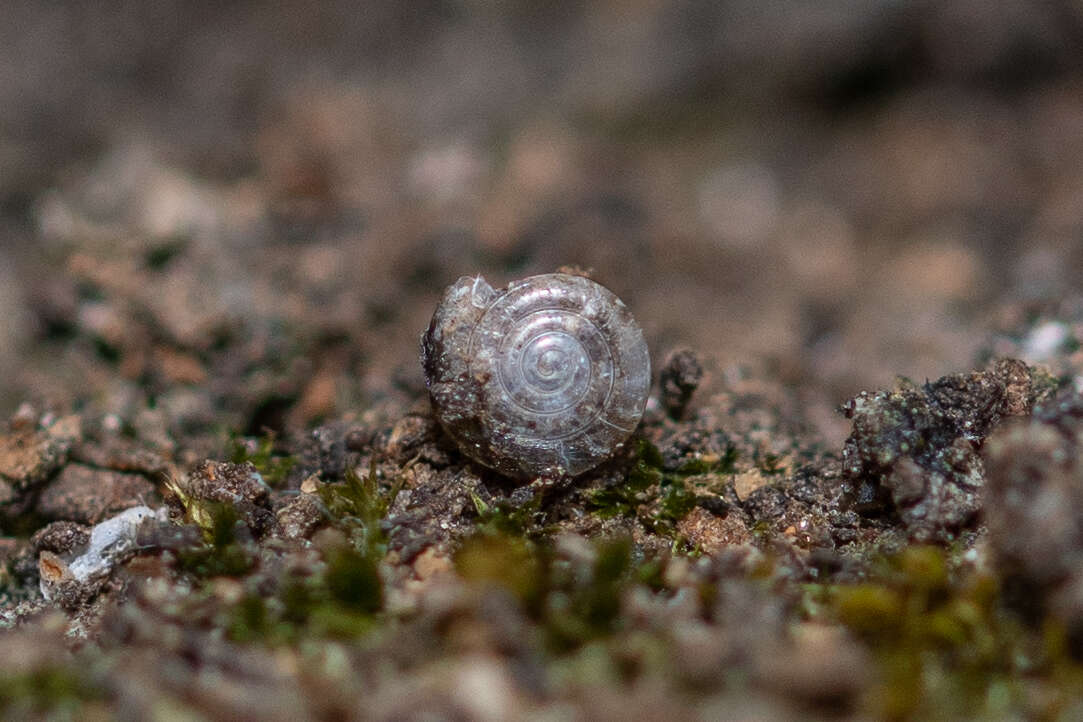 Image of milky crystal snail