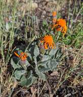 Image of flame ragwort