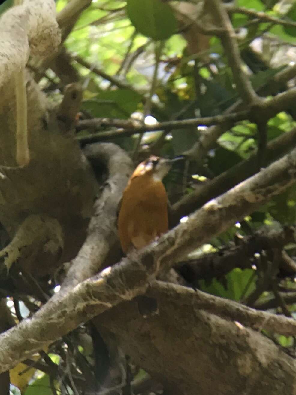 Image de Grive à tête orange