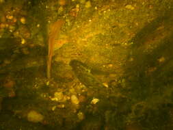 Image of Iberian gudgeon