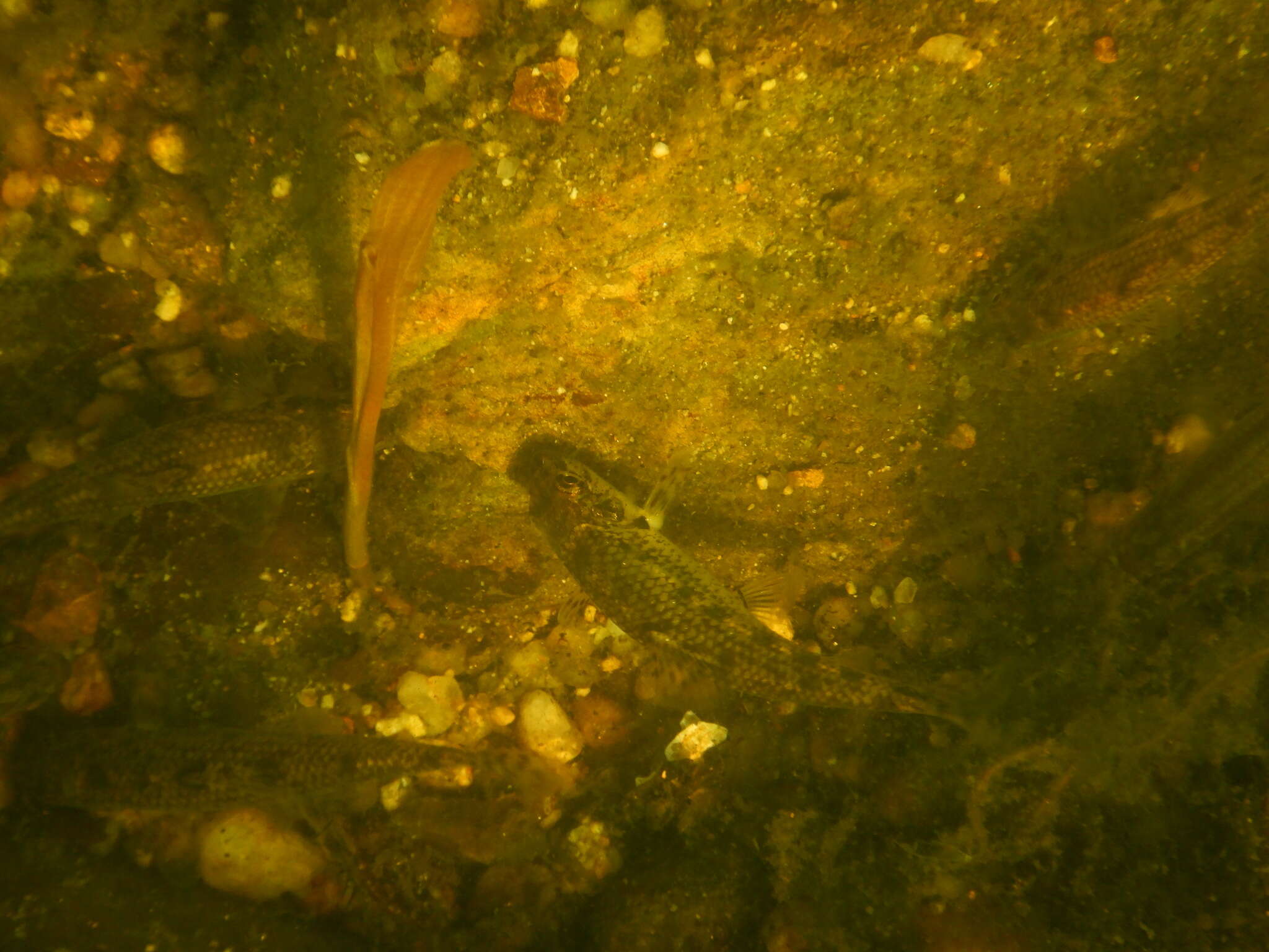 Image of Iberian gudgeon