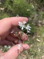 Image of Teucrium corymbosum R. Br.