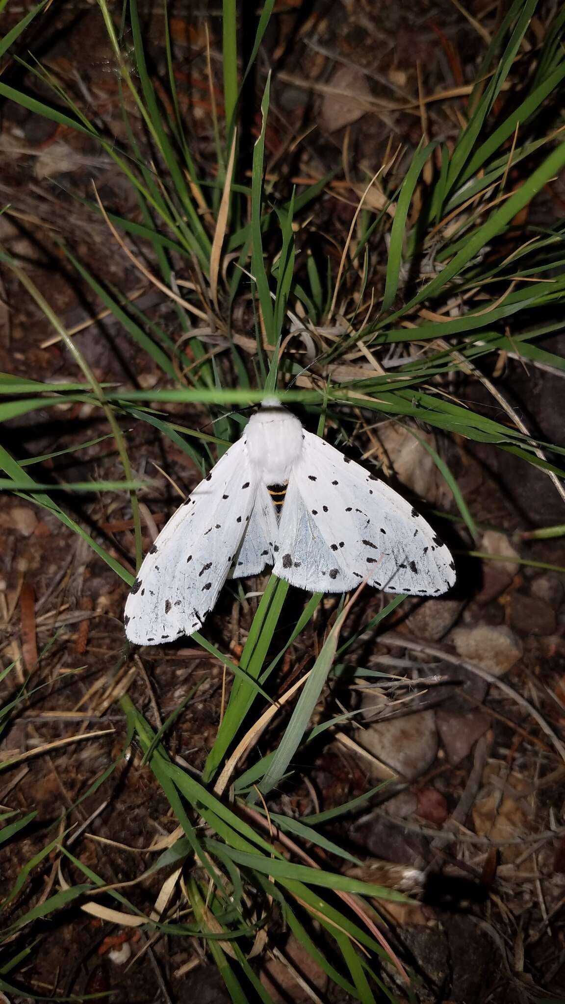 Imagem de Estigmene albida Stretch 1874