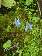 Image of Corydalis trifoliata Franch.