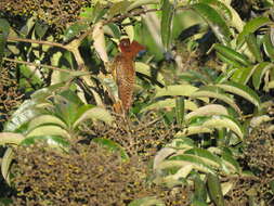 Image of Scale-breasted Woodpecker