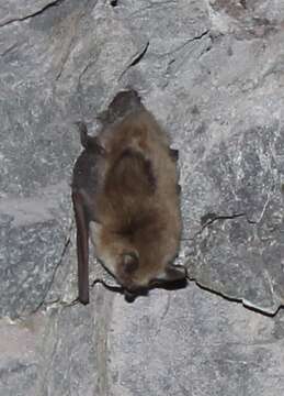 Image of Atacama Myotis