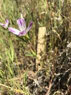 Image of winecup clarkia