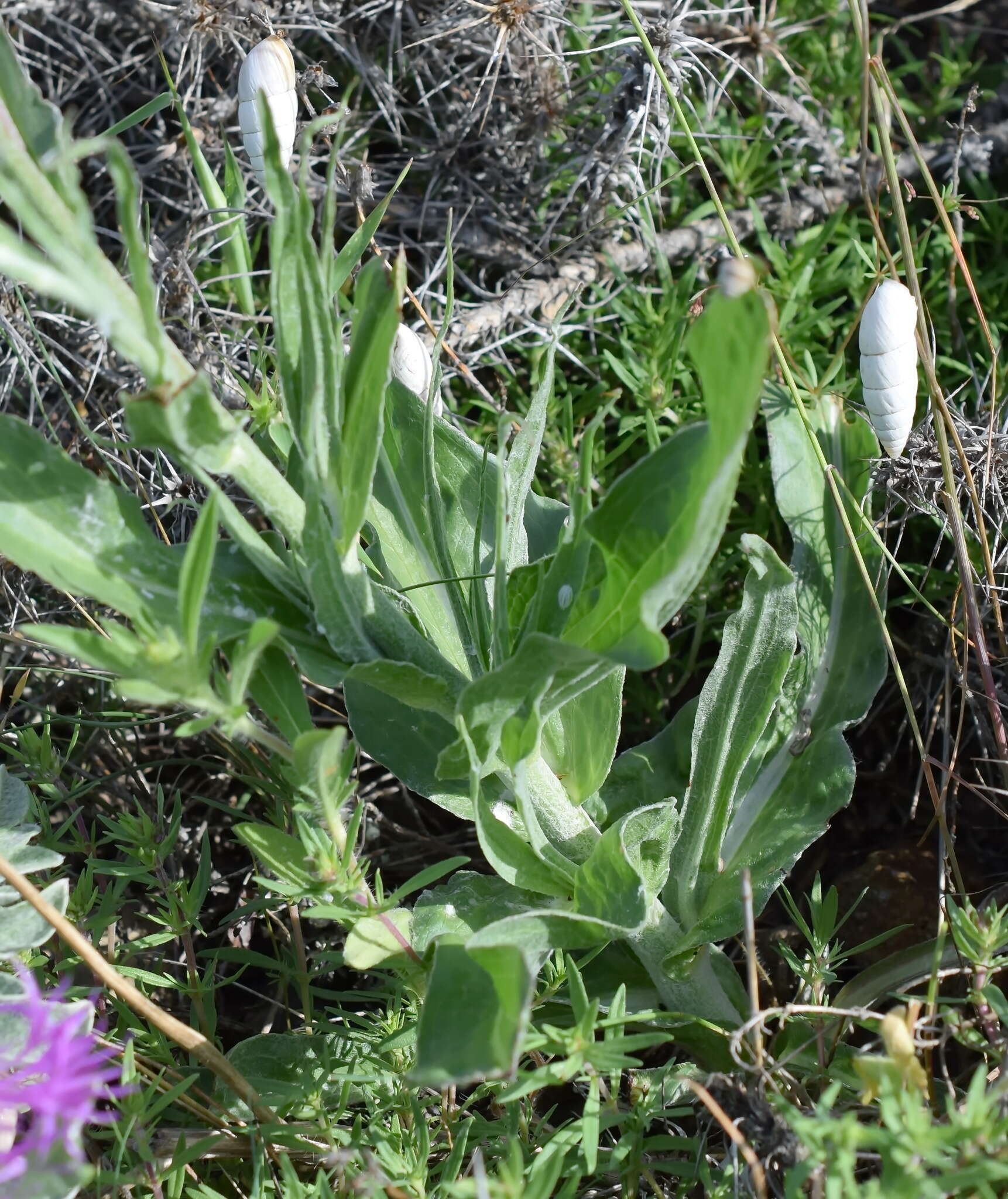 Pseudopodospermum strictum (Hornem.) Zaika, Sukhor & N. Kilian的圖片