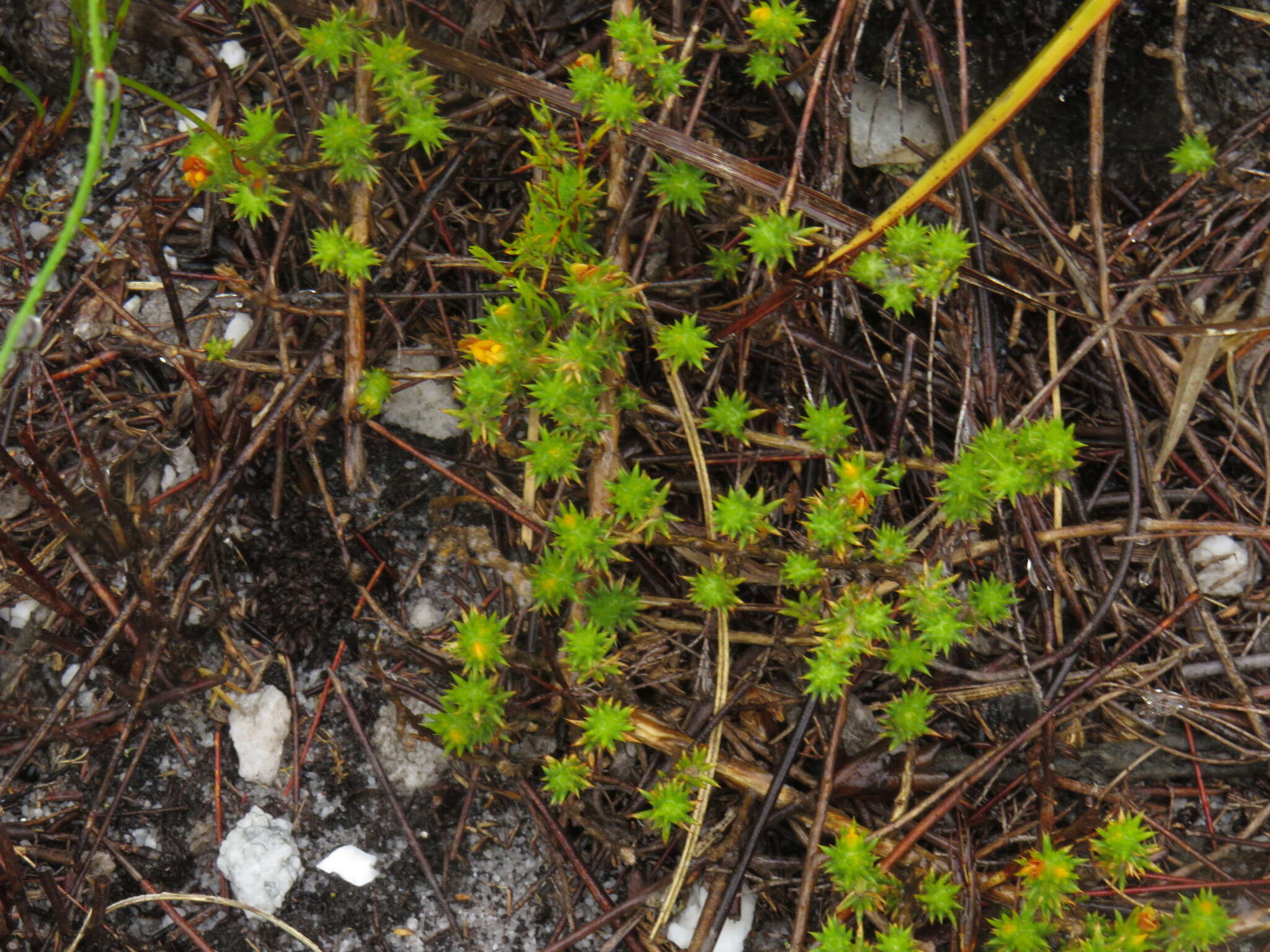 Image of Aspalathus batodes subsp. spinulifolia R. Dahlgren