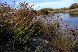 Image of Restio pedicellatus Mast.