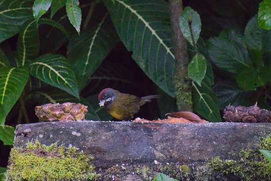 Image of Sooty-faced Finch