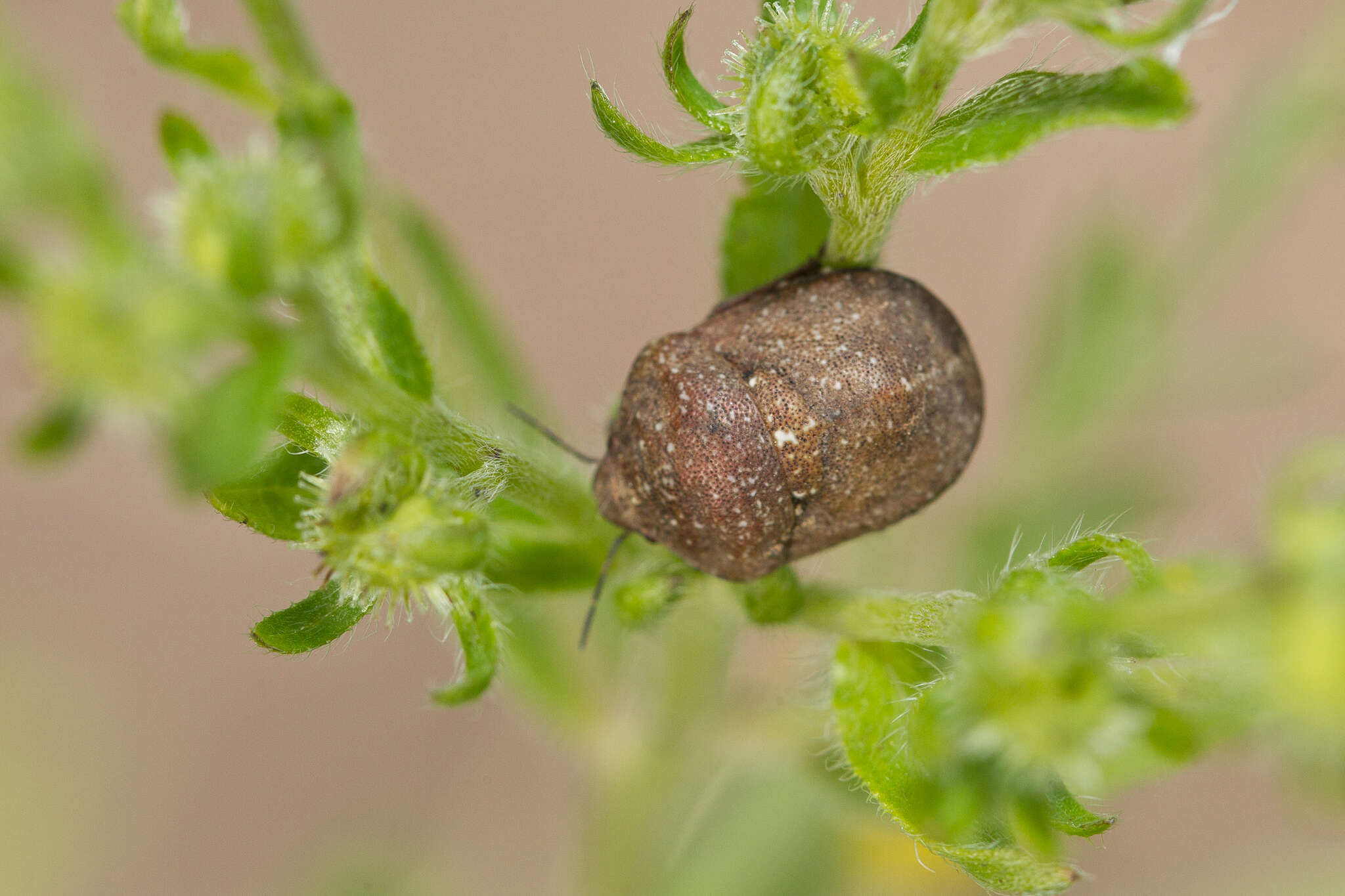 Image of Eurygastrinae