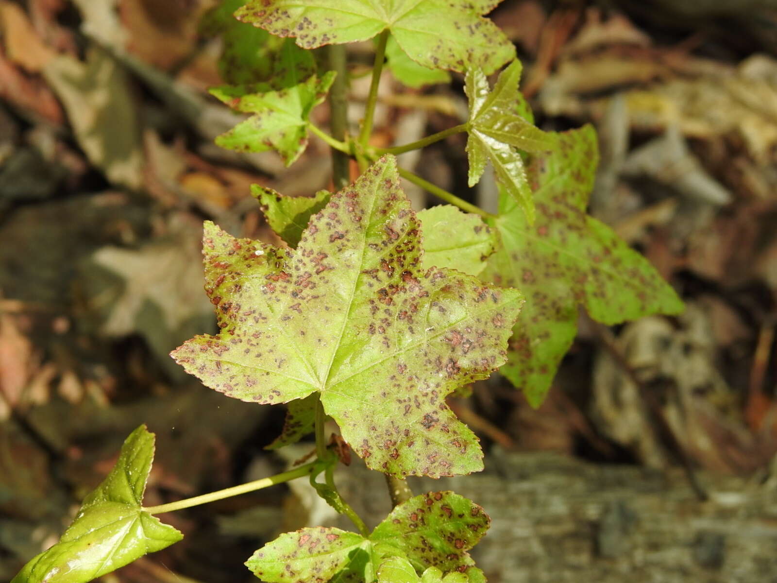 Image of Pseudocercospora neoliquidambaris C. Nakash. & Tak. Kobay. 2002