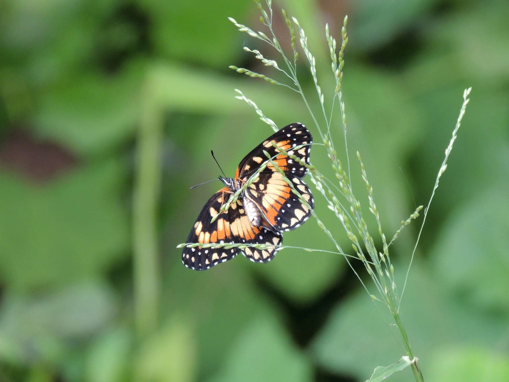 Sivun Chlosyne lacinia saundersi Doubleday (1847) kuva