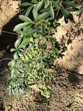 صورة Ligustrum quihoui Carrière