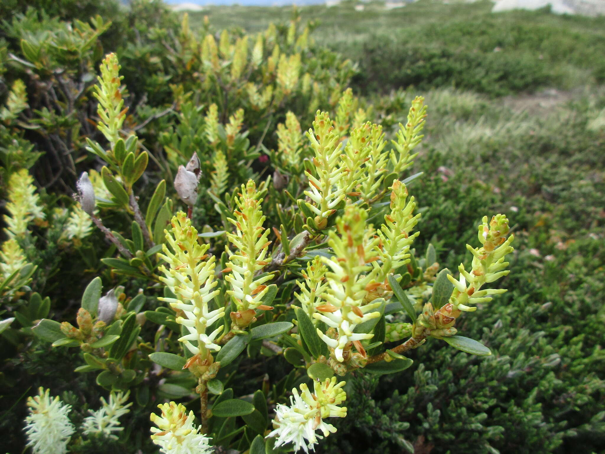 Image of Orites lancifolia F. Müll.