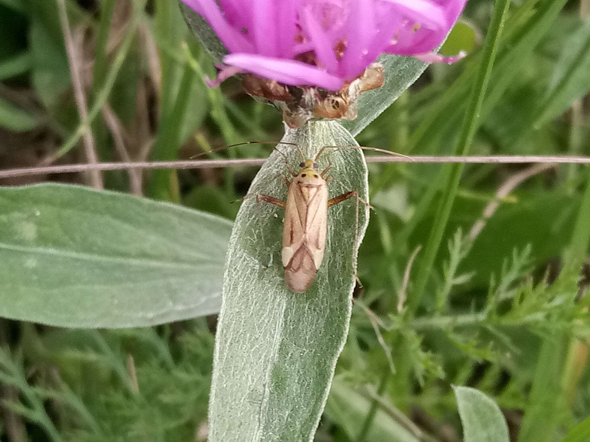 Image of Adelphocoris quadripunctatus (Fabricius 1794)