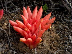 Image of Hyobanche glabrata Hiern