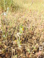 Plancia ëd Amsinckia menziesii var. menziesii