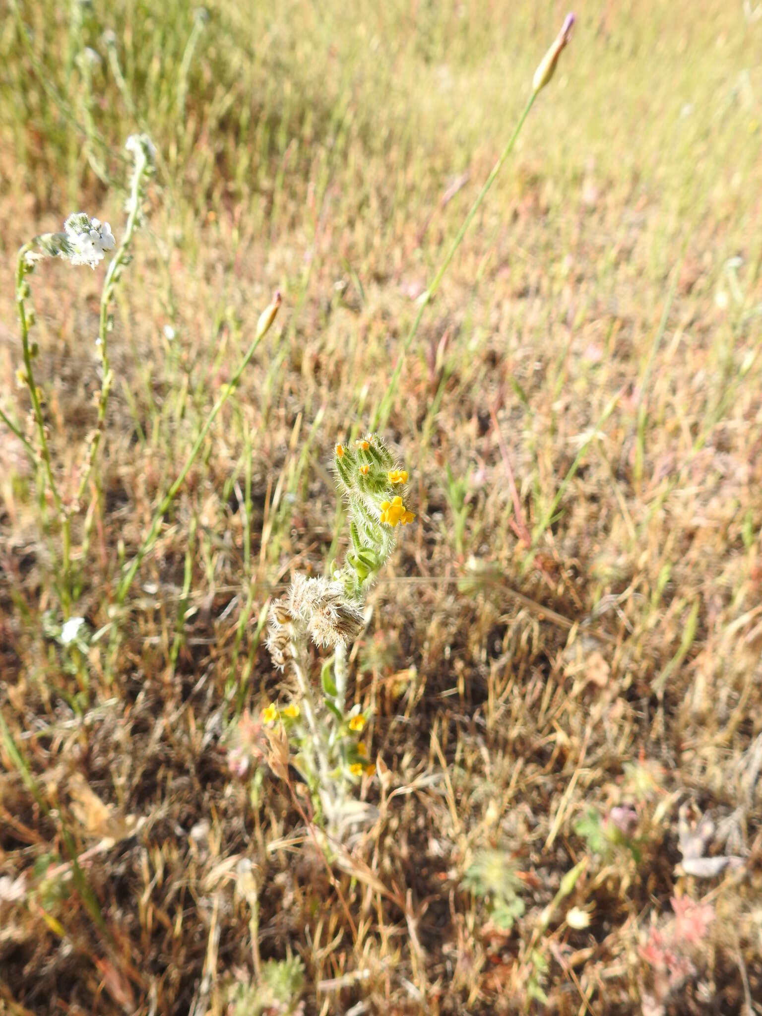 Plancia ëd Amsinckia menziesii var. menziesii