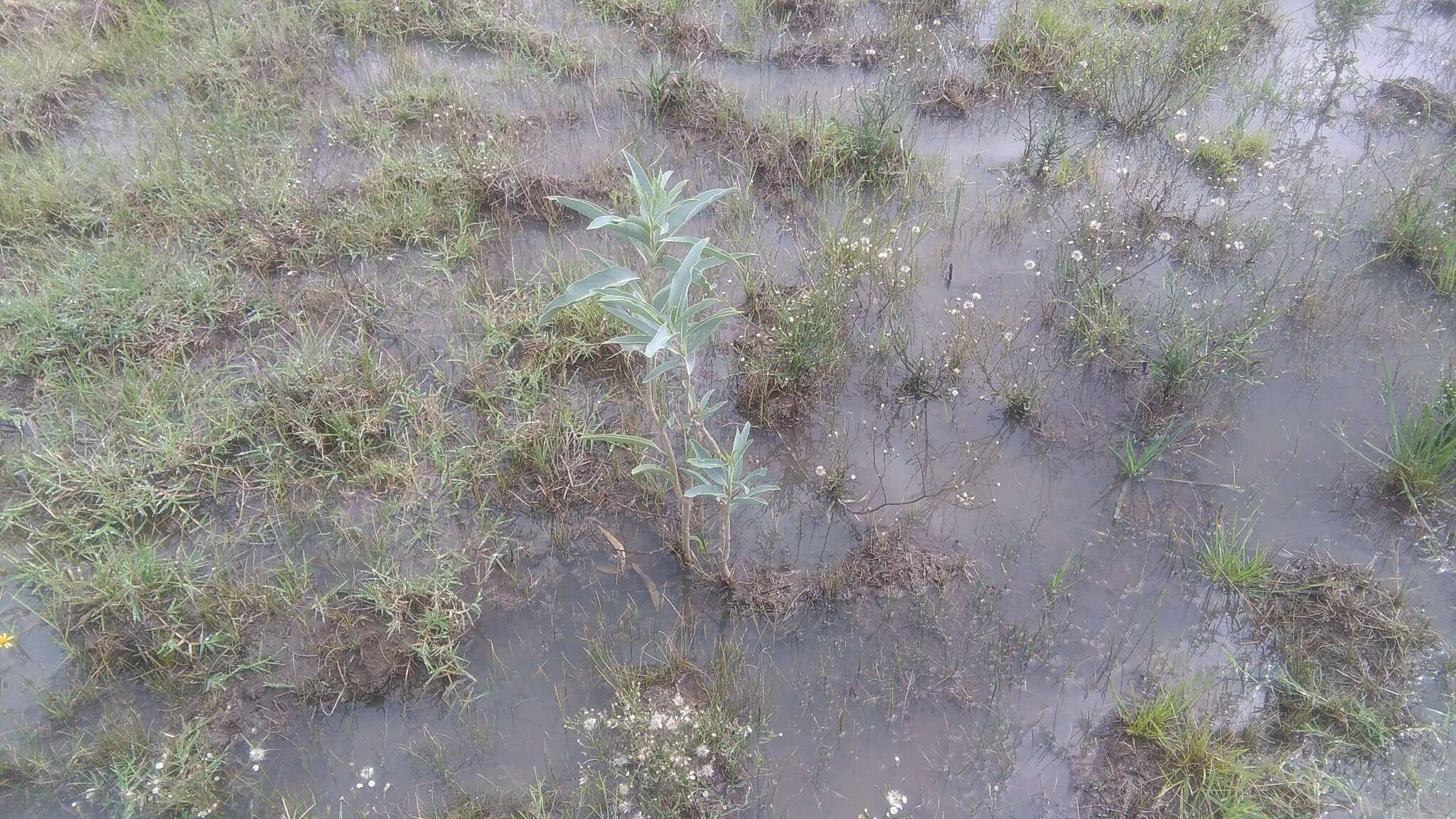 Imagem de Solanum glaucophyllum Desf.