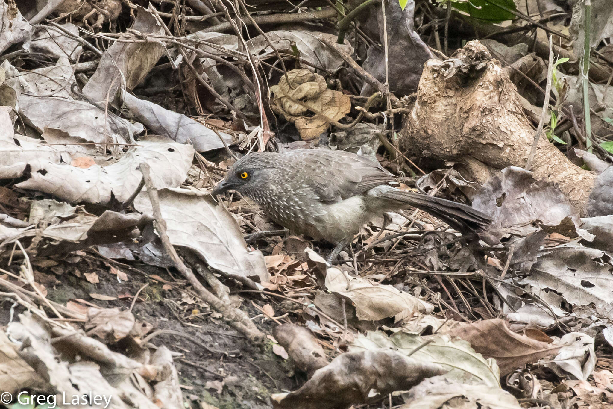 Image of Arrow-marked Babbler