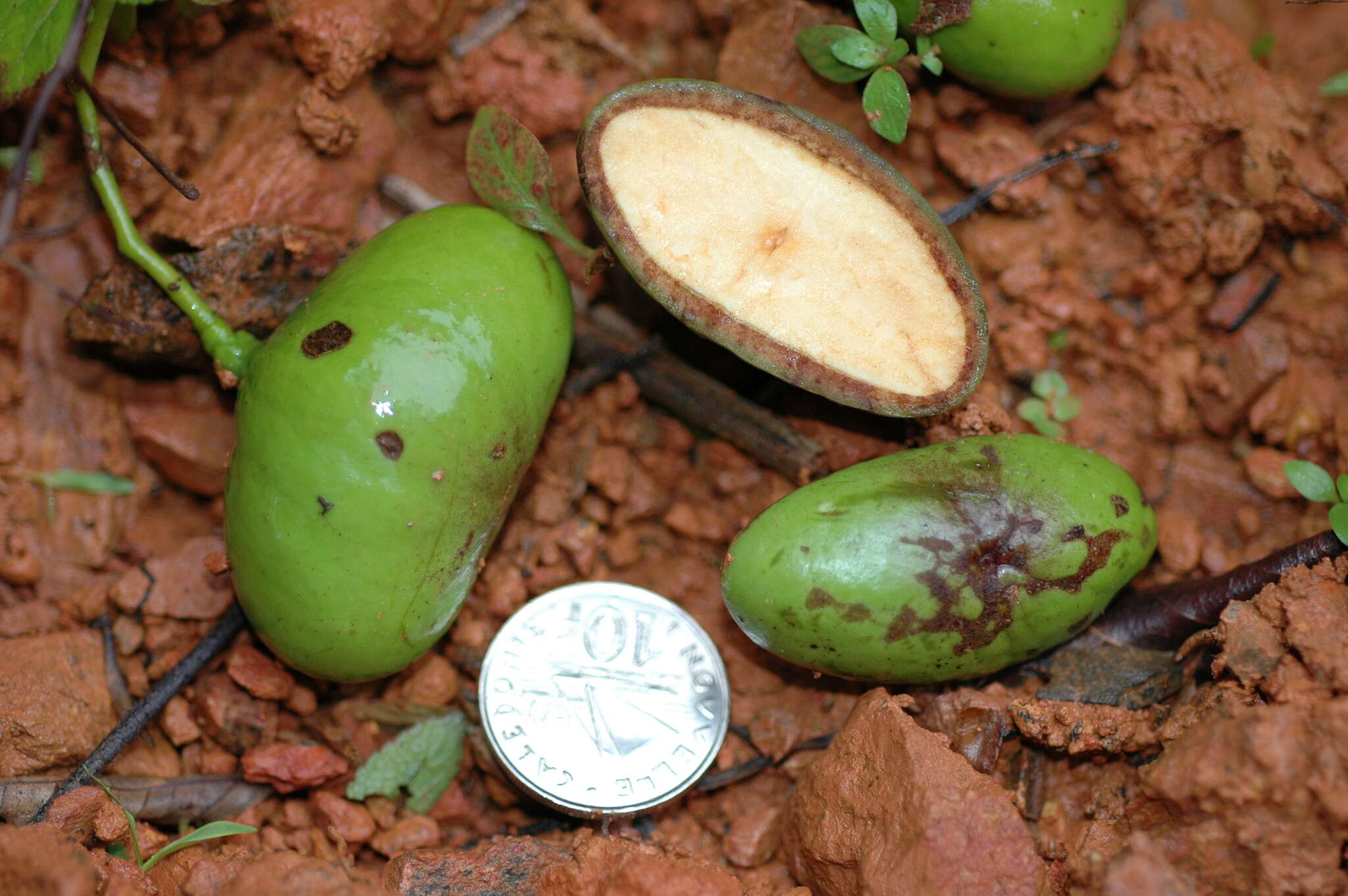 Image of Cryptocarya macrodesme Schltr.