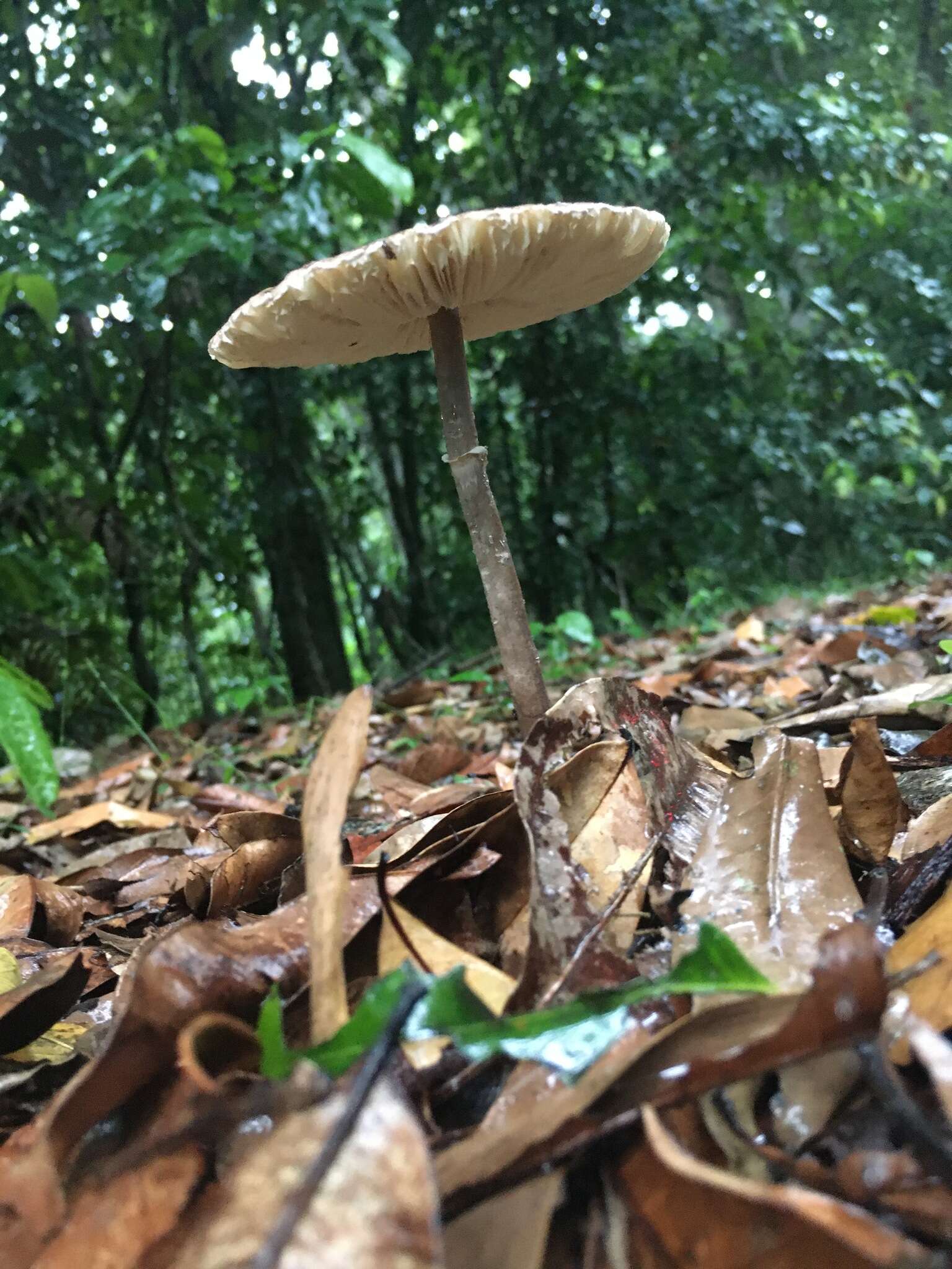 صورة Macrolepiota eucharis Vellinga & Halling 2003