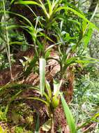 Image of Maxillaria tonsoniae Soto Arenas