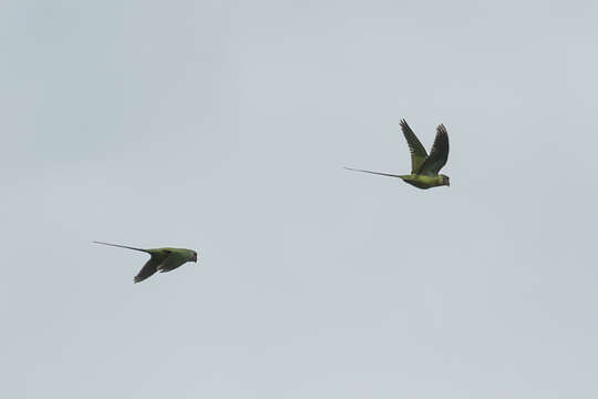 Image of Grey-headed Parakeet