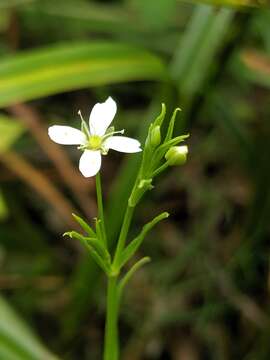 Image of marsh sandwort