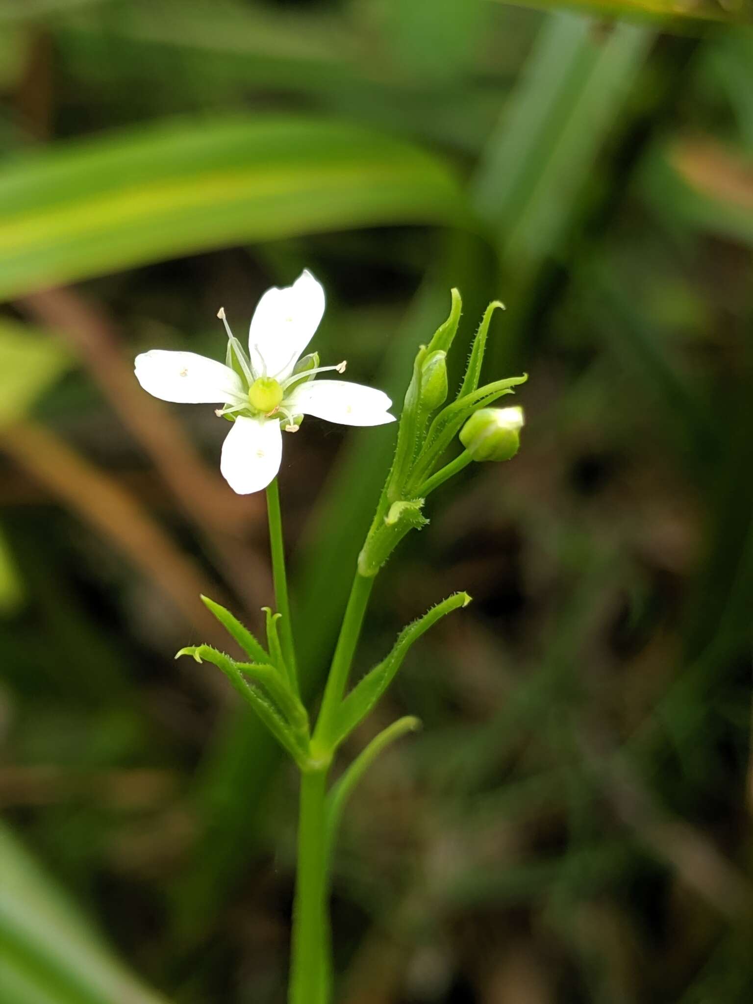 Plancia ëd Arenaria paludicola Robinson