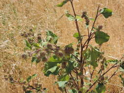 Image of Arctium nemorosum Lej.