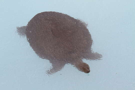 Image of Nil-Weichschildkröte