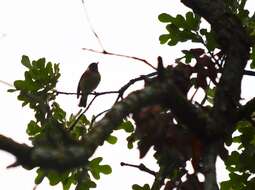 Image of Bay-breasted Warbler