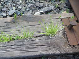 Image of Carex breviculmis var. breviculmis