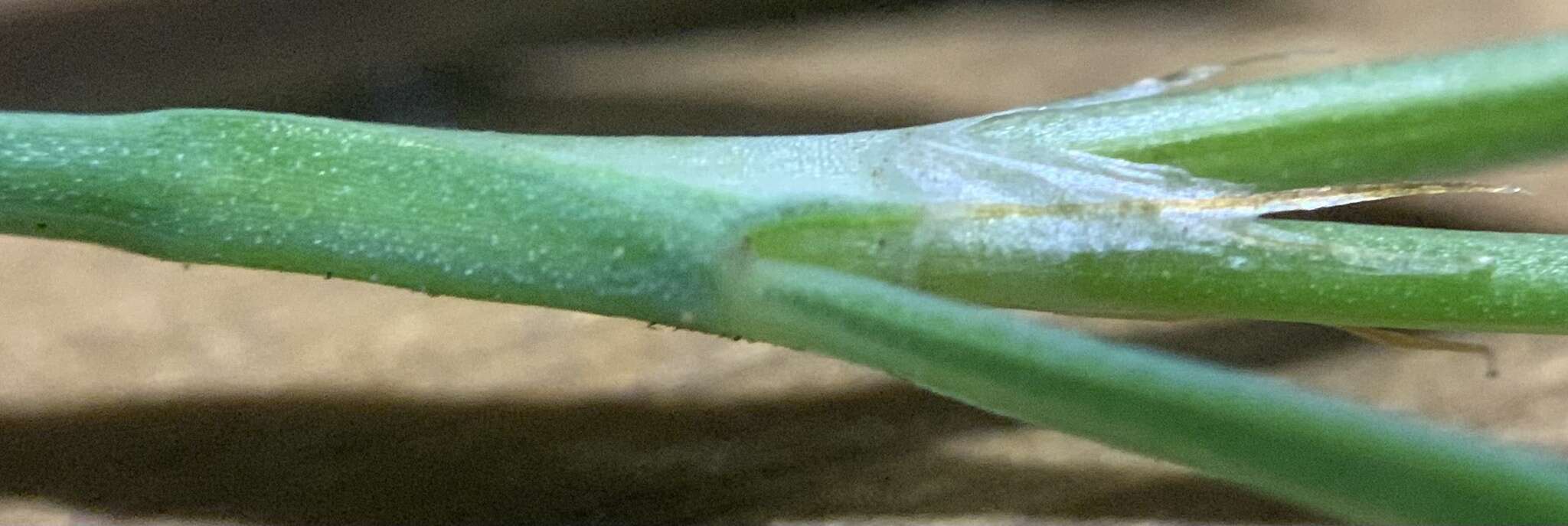 Image of Sawatch Knotweed