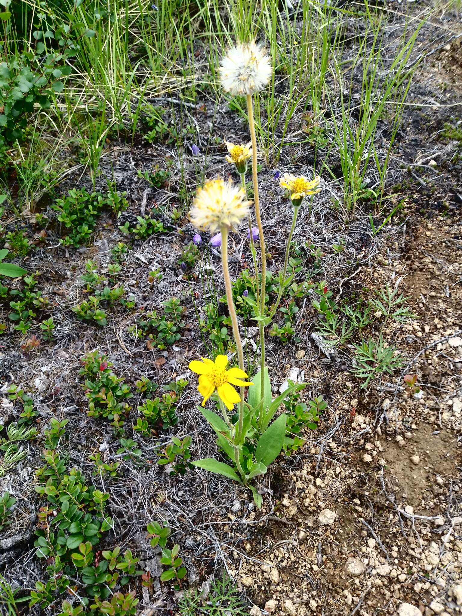 Image de Arnica angustifolia subsp. iljinii (Maguire) I. K. Ferguson