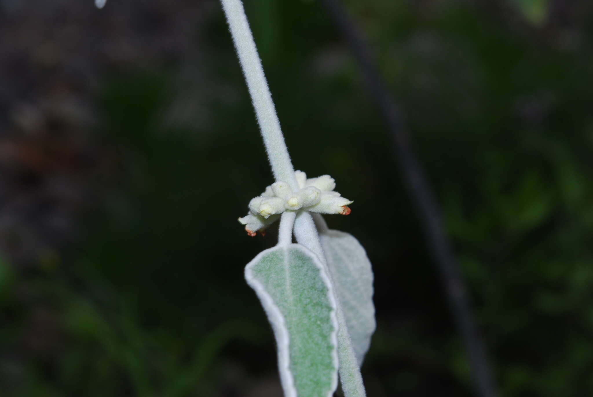 Image of Sideritis soluta subsp. gueimaris Négrin & P. Pérez