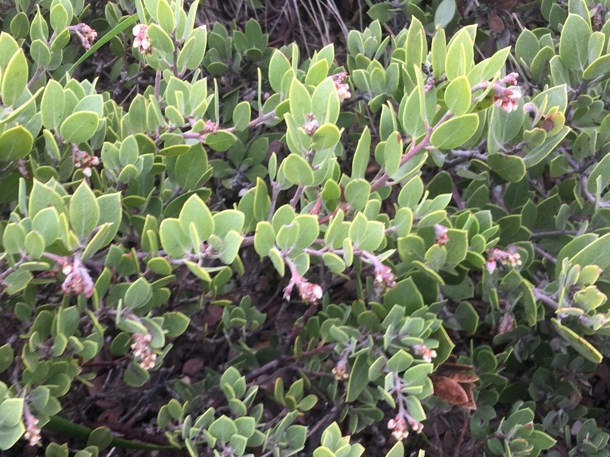 Слика од Arctostaphylos hookeri subsp. montana (Eastw.) P. V. Wells