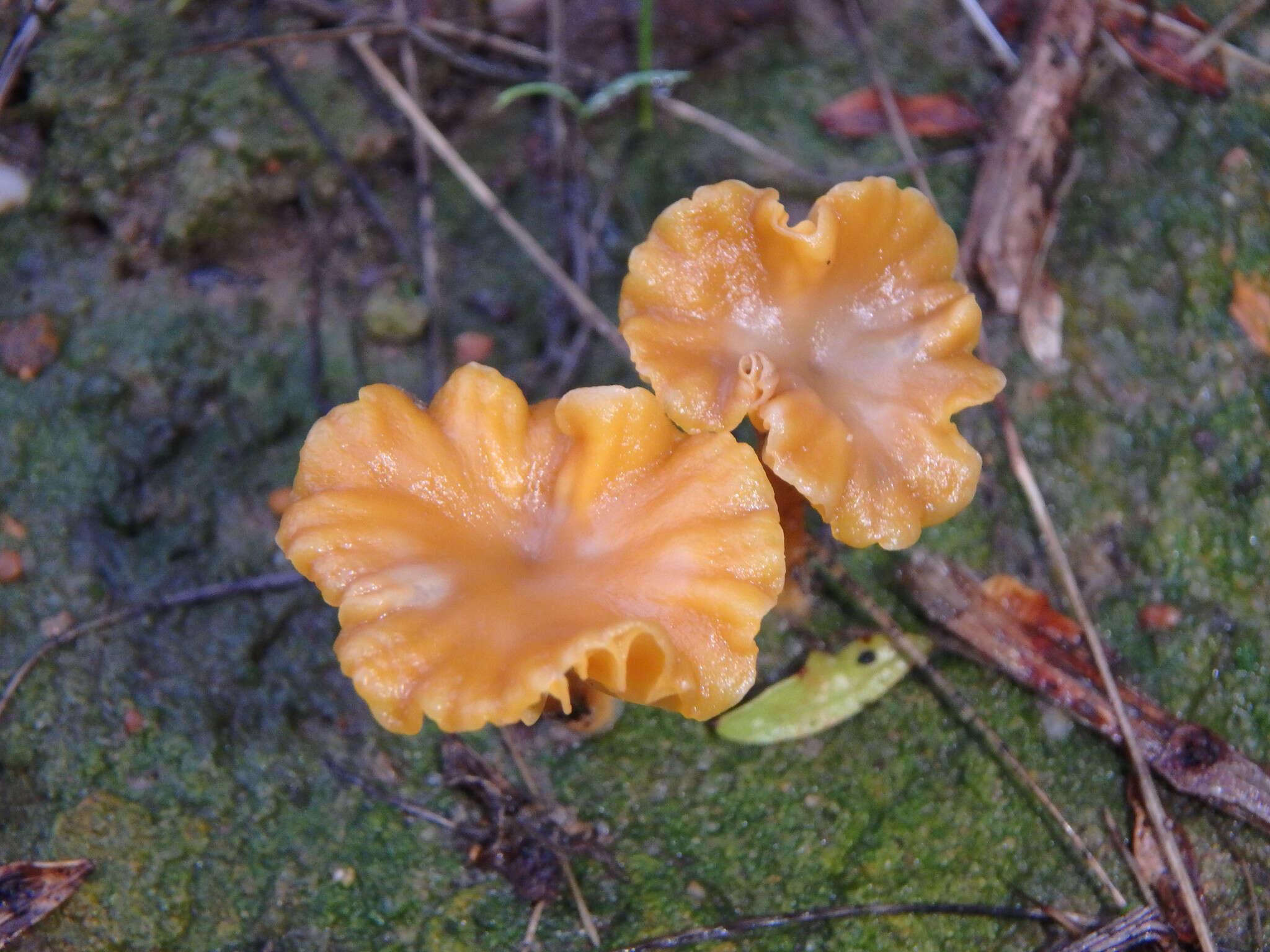 صورة Lichenomphalia chromacea (Cleland) Redhead, Lutzoni, Moncalvo & Vilgalys 2002