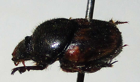 Image of Onthophagus suffusus Klug 1855