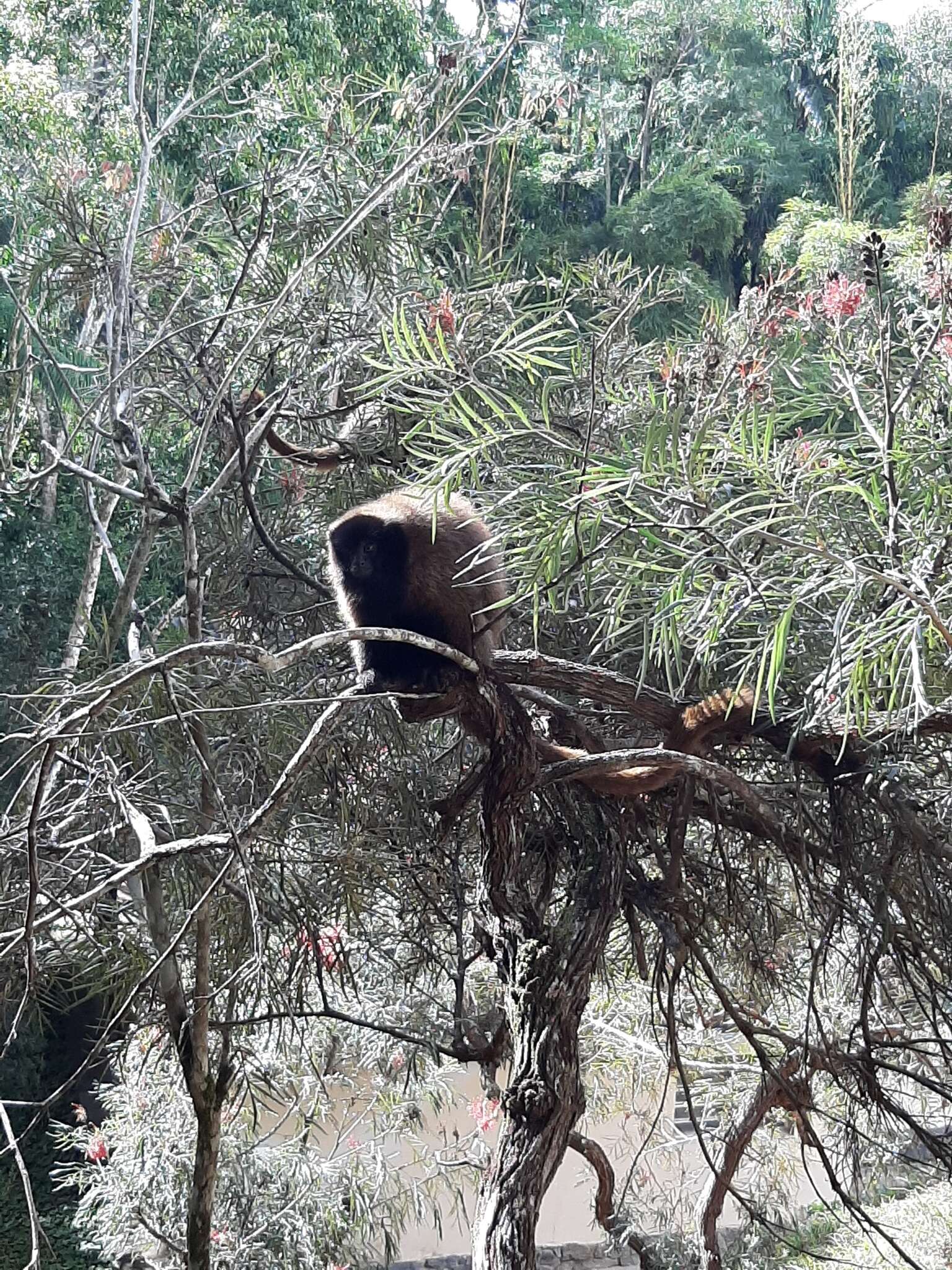 Image of Atlantic Titi