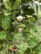 Plancia ëd Leucaena trichodes (Jacq.) Benth.