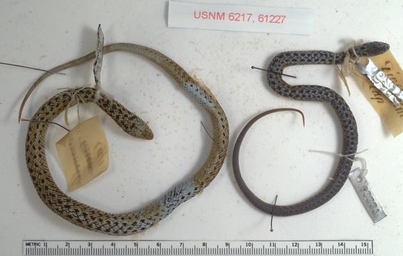 Image of Cape Reed Snake