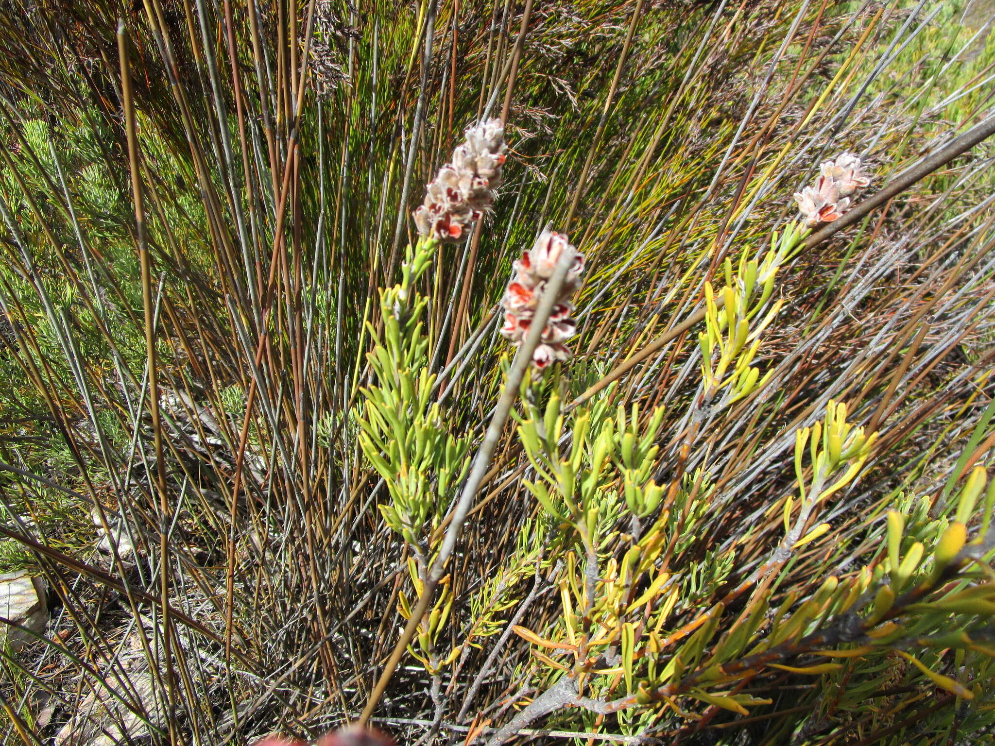 Image of Paranomus dregei (Buek. ex Meissn.) Kuntze