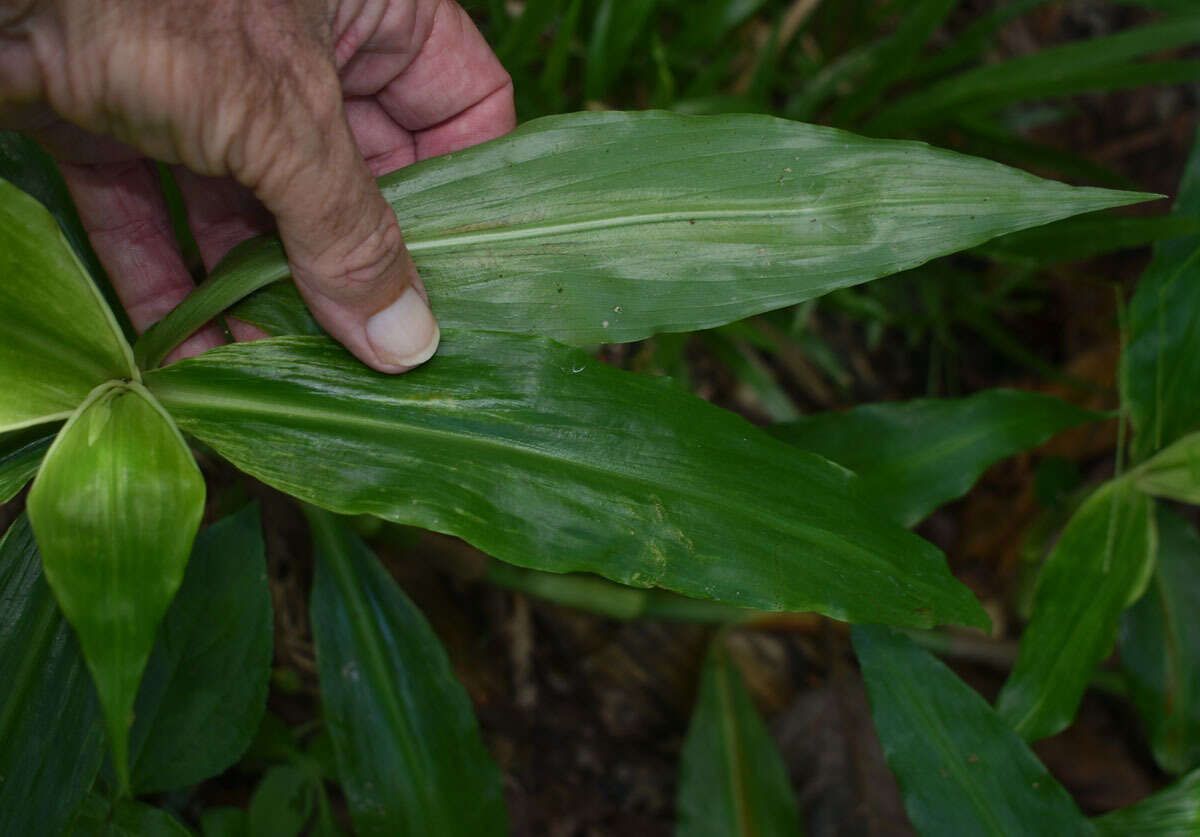 Слика од Pollia macrophylla (R. Br.) Benth.