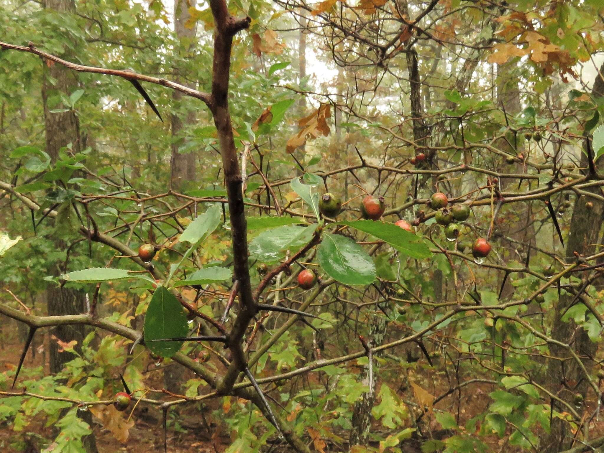 Image of barberry hawthorn