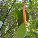 Image of Fuchsia inflata Schulze-Menz