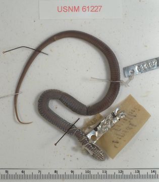 Image of Cape Reed Snake